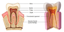 Diş Dokuları Türleri ve Özellikleri Diş Dokuları Türleri ve Özellikleri