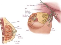 Sütlü Meme Dokusu Sütlü Meme Dokusu