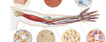 Kas Doku Türleri ve Özellikleri