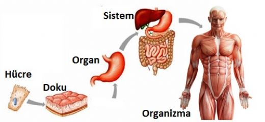 Hcre Doku Organ Sistem Organizma