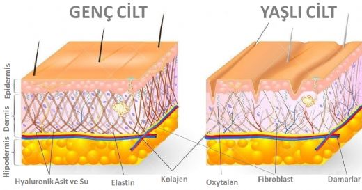 Kollajen Doku Hastalıkları