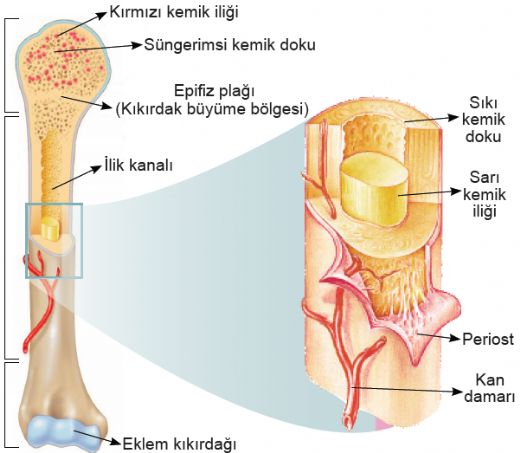 Sert Kemik Dokusu