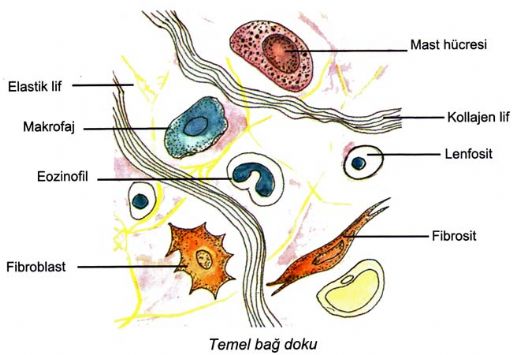 Temel Ba Doku