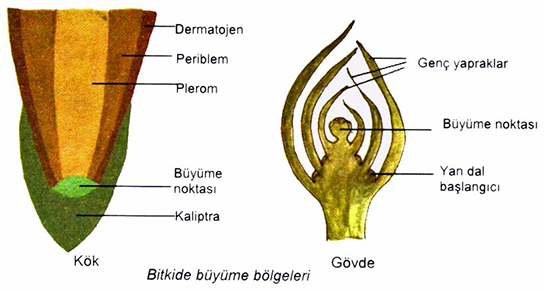 Bitkisel Dokular