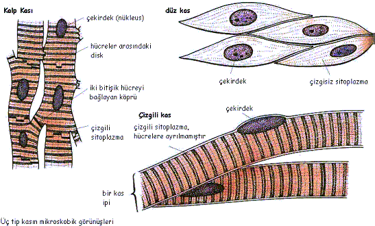 Doku Çeşitleri Nelerdir?