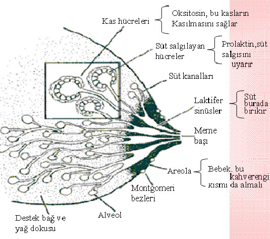 Fibroglandler Doku Nedir