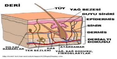 Doku Nedir