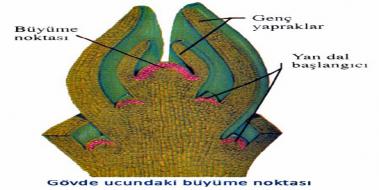 Meristem Doku